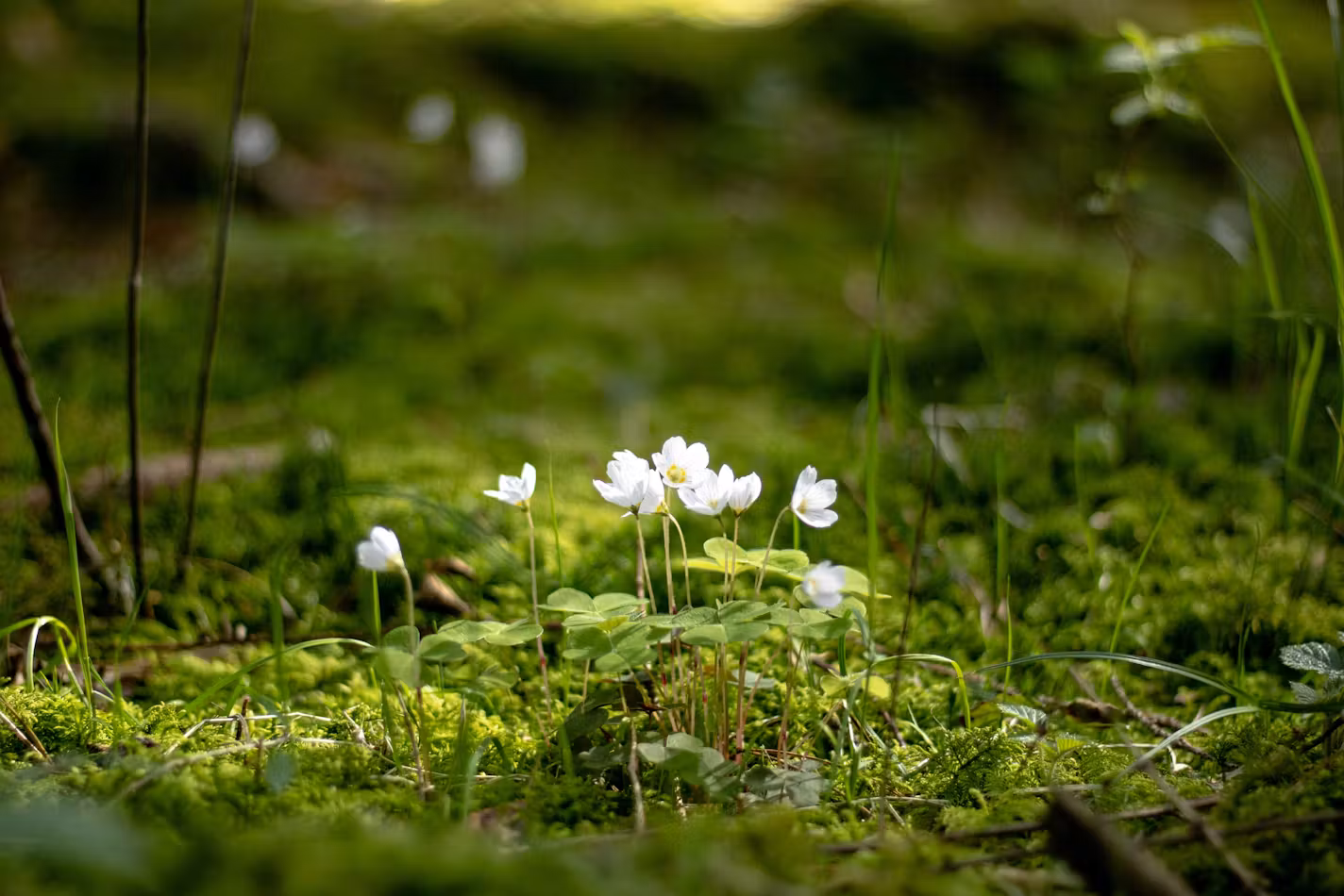 Blühende Walddetails